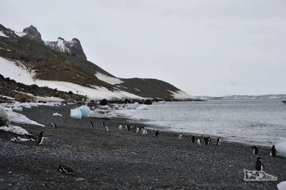Praia de Brown Bluff, na Antártida: frequentada por pinguins e blocos de gelo